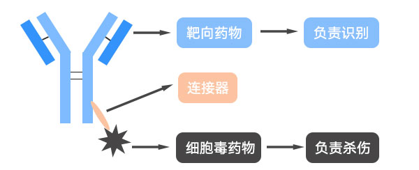 ADC藥物治療示意圖
