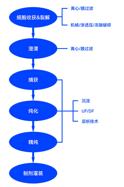疫苗制備下游流程圖