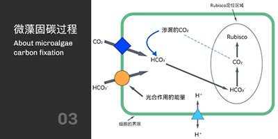 微藻固碳過程
